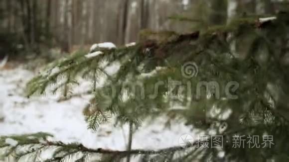 雪从树枝上落下