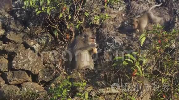 印尼巴图尔火山熔岩上坐着的猴子