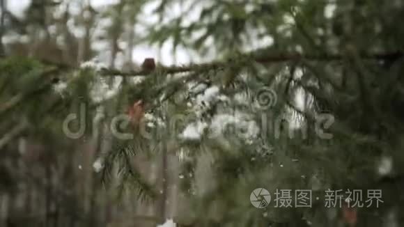 雪从树枝上落下