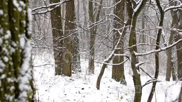无叶落叶林中缓慢运动的雪视频