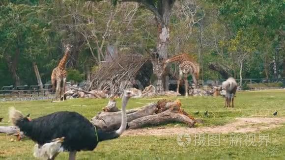 鸵鸟在KhaoKheow开放动物园的草坪上走来走去。 泰国