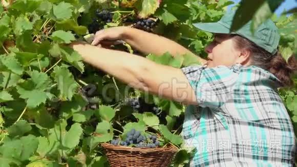 女人收集成熟葡萄的收获