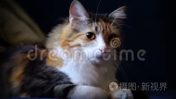 躺在枕头上的三色小猫视频