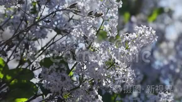 紫薇紫花树自然季节性视频