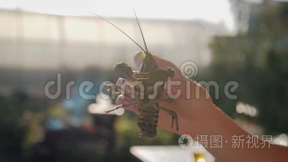 小龙虾在水中用香料和草药烹饪。 热煮小龙虾。 龙虾特写..