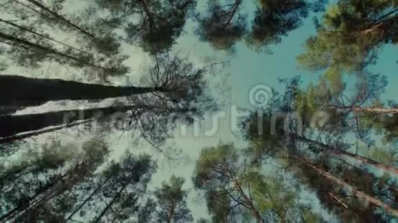 森林中的树木随着树木和松树的移动而上升视频的预览图