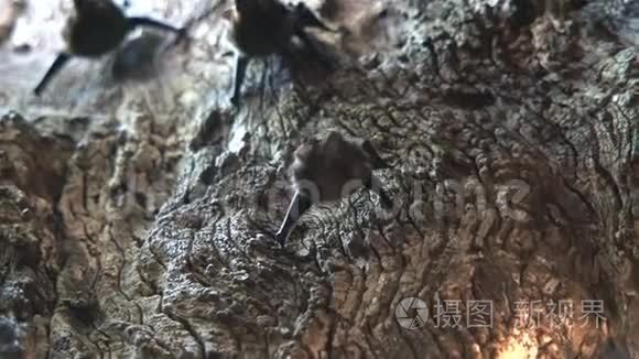 蝙蝠在树上吃苍蝇视频