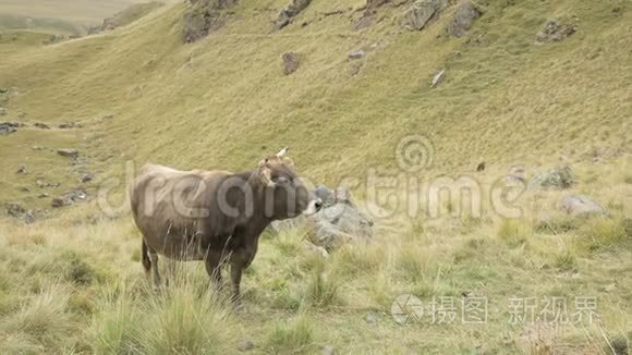浅棕色的母牛在山上的一个秋天的牧场上。