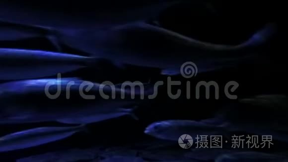 沙丁鱼在海里奔跑视频