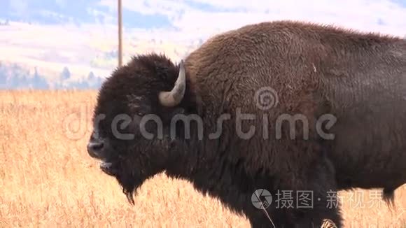 公牛野牛在秋天变焦视频