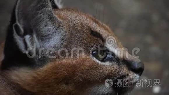 特写小猫宝宝的肖像视频