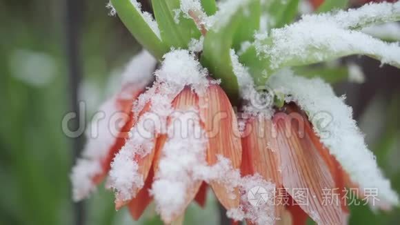 雪中的花视频