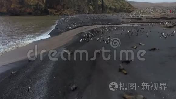 南极洲的鸟类和动物在黑暗的海滩上。 安德列夫。