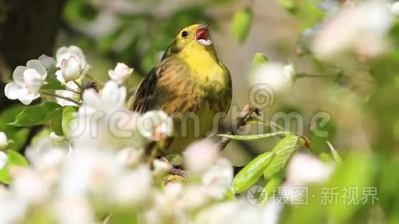 森林黄鸟在春天歌唱