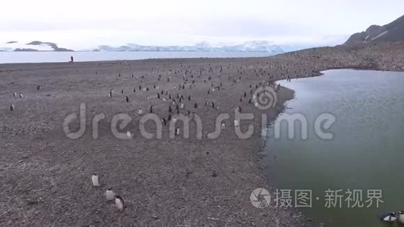 许多企鹅站在海湾和海洋之间的海滩上。 安德列夫。