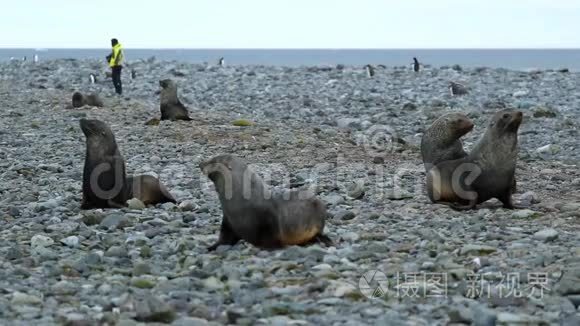 成群的海豹和企鹅在海滩上。 安德列夫。