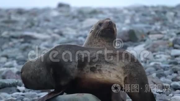 两只海豹在海滩上玩耍。 安德列夫。