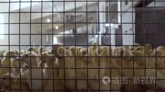 家禽饲养场笼中的鸭群视频