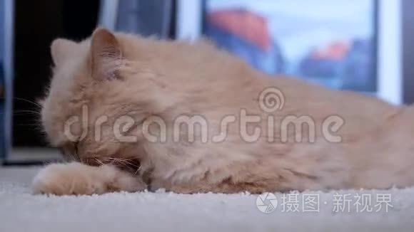 波斯猫在地板上擦手掌视频