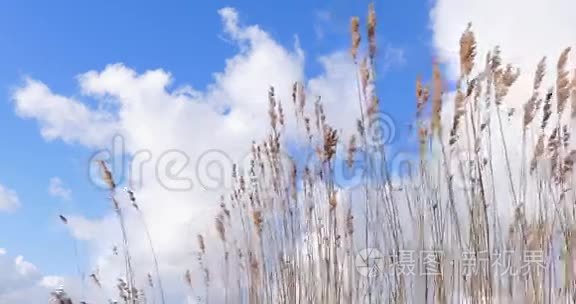 芦苇植物在风中飘扬视频