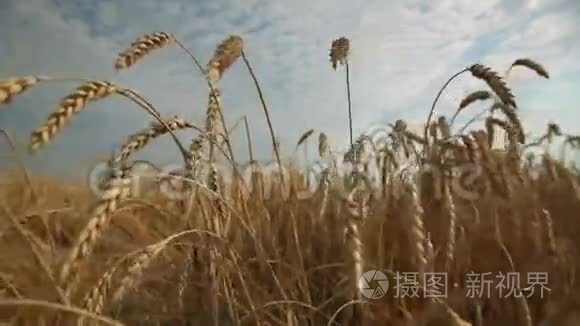 麦田和风景天空视频