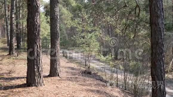 春天有山丘的松林