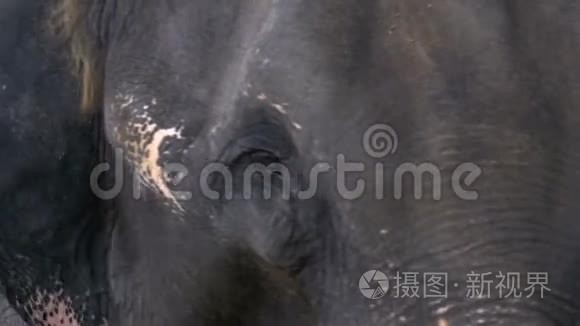 吃东西时咬大象特写镜头。 皮肤、眼睛和耳朵的纹理。 泰国