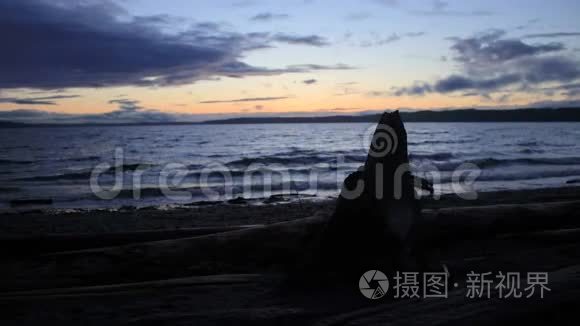 日落时太平洋西北飘木海岸线视频