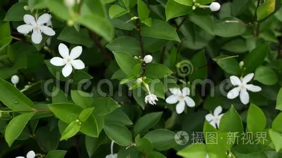 叶子花瓣视频素材