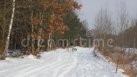 在乡村公路上训练雪橇犬视频