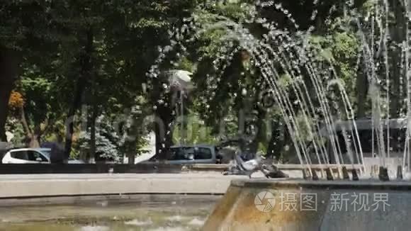 鸟儿从瀑布里来喝水视频