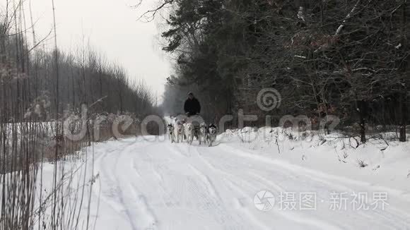 在乡村公路上训练雪橇犬视频