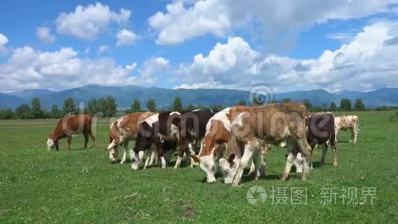 奶牛在绿色茂盛的草地上放牧视频