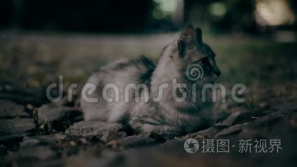 猫在夜里猎捕老鼠视频