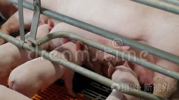 工业养猪场上的小猪视频