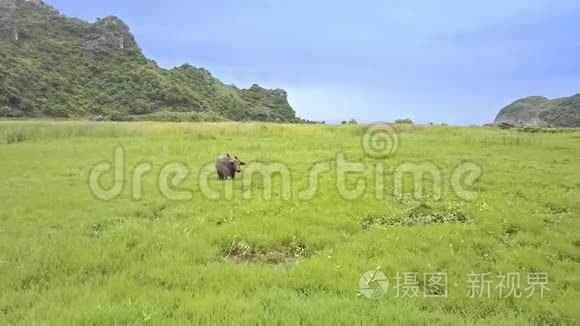 无人机在绿色草地上向大型水牛移动