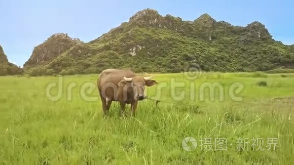 镜头飞绕大型惊奇水牛放牧