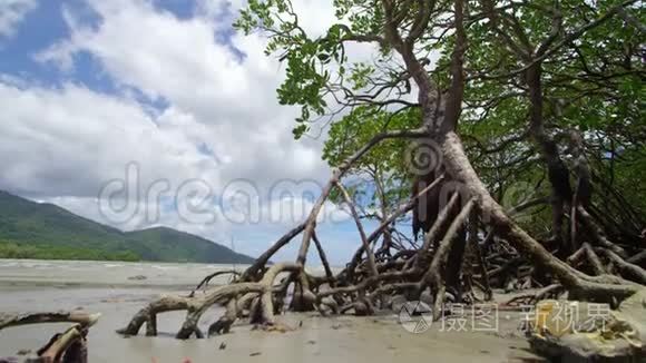 树根和海滩的宽镜头