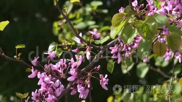 犹大树在阳光明媚的日子里盛开视频