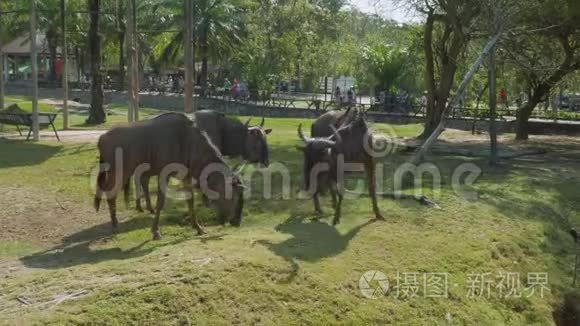 格努斯在高河露天动物园内散步和进食