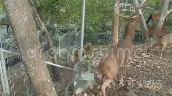 高露天动物园观鹿视频