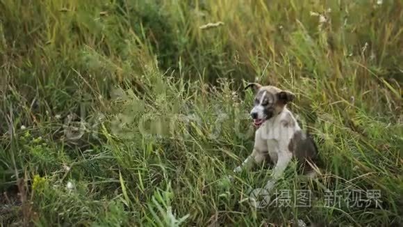 小狗在草地上