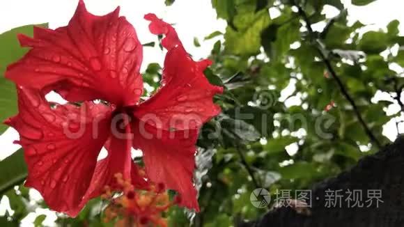 在巴厘岛的一个花园里，把红色的芙蓉花收起来。 花的背景。 印度尼西亚巴厘热带岛屿。
