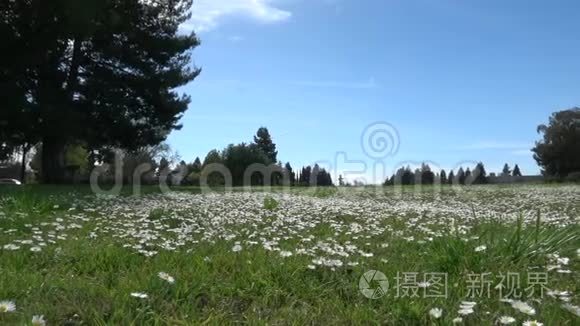 快乐的男孩在田里放风筝视频