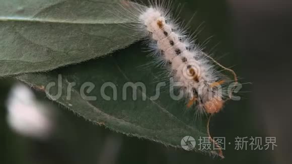橙色头部和黑色条纹的白色绒毛毛毛虫的大镜头短视频