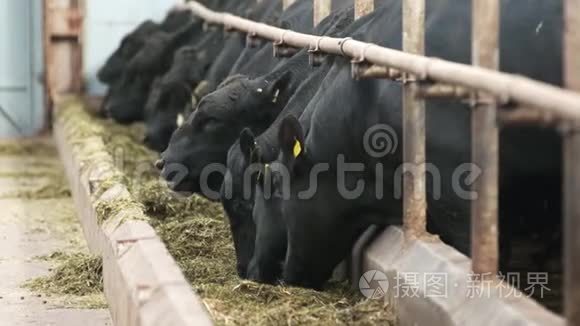 一排牛耳朵上贴着黄色标签，在摊档里用水桶嚼着新鲜干草