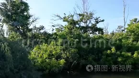 葡萄牙特霍河上的苍鹭保护区视频