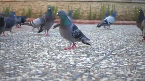 一群在公园里觅食的鸽子的特写镜头