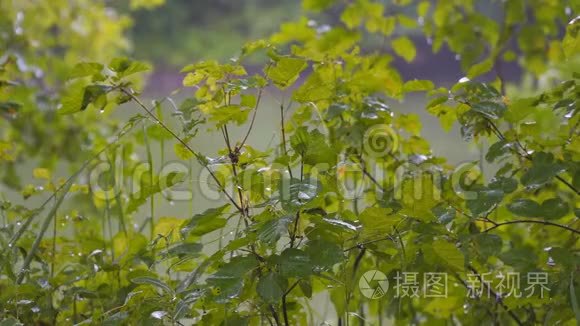 夏天的雨落在绿叶上。 森林里的雨