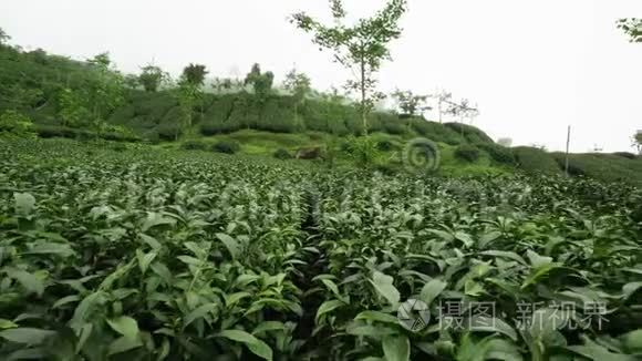 台湾的茶场。 阿里山石竹山山坡茶园